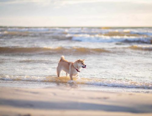 Ustka przyjazna czworonogom. Zabierz swojego psa na plażę!
